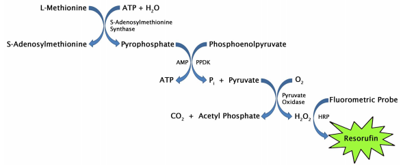 蛋氨酸檢測試劑盒