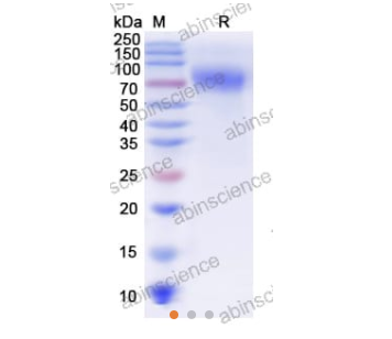 SDS-PAGE圖譜：重組亨德拉病毒糖蛋白G蛋白，N-Strep