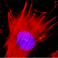 羅丹明標(biāo)記鬼筆環(huán)肽(14uM甲醇)