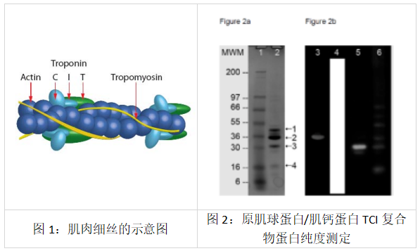 原肌球蛋白/原肌球調(diào)節(jié)蛋白復合物,牛心臟