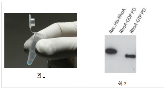 RhoA Pulldown活化檢測試劑盒