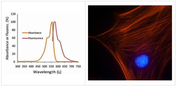 Acti-stain555鬼筆環(huán)肽