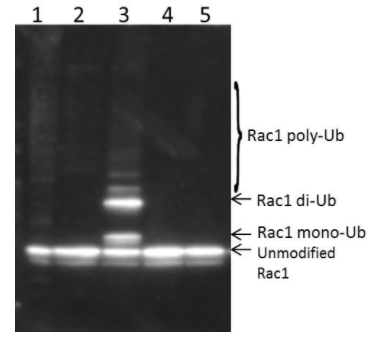Signal-Seeker 泛素化富集試劑盒(30次檢測(cè))