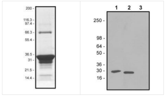 PAK磁珠,Rac1/Cdc42結(jié)合域蛋白磁珠