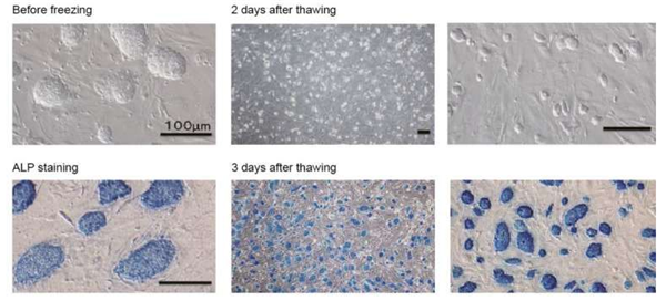 Bambanker無血清細(xì)胞凍存液