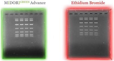 Liposoma BV-Midori Green Advance綠色無(wú)毒核酸染料(25000X)特色