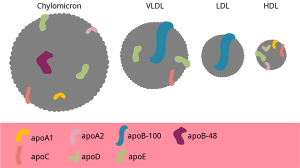 Apolipoproteins.png