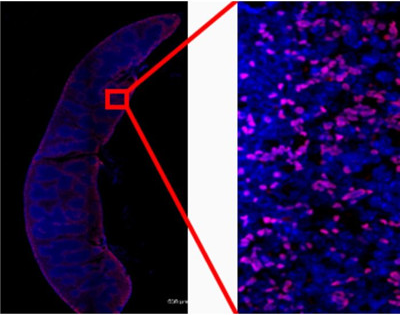 抗小鼠CD8(YTS-169)體內(nèi)抗體(低內(nèi)毒素)