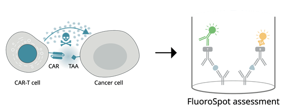 CAR-T-1.png