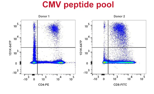 PepPool:CMV(CD4和CD8),人類
