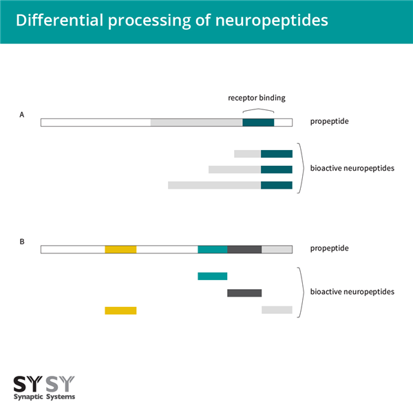 Neuropeptide-antibody-2.png