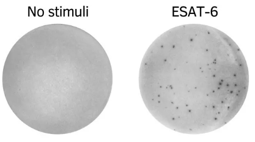 PepPool:TB(ESAT-6)scanning