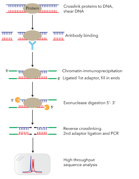 ChIP-Exo-Seq.png