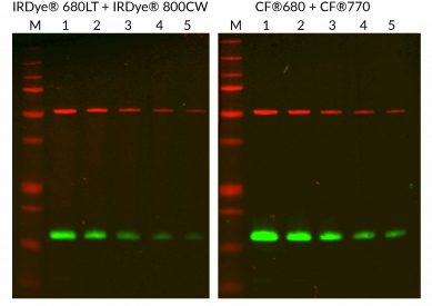 western blotting.png