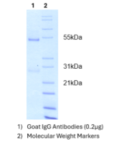 抗小鼠IgM抗體(山羊源)-親和純化