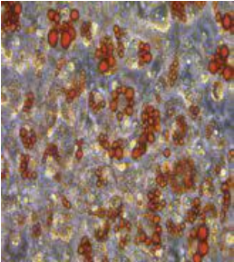 油紅O脂質染色試劑盒