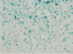 細胞衰老染色試劑盒