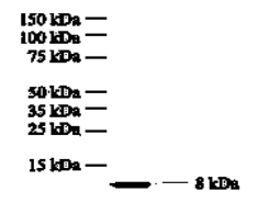 Anogen抗人IL-8單克隆抗體I8-S2，Capture