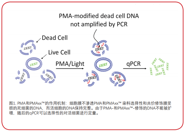 v-PCR.png