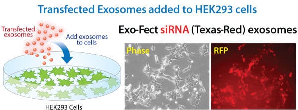 exo-fect-transfected-exosomes-deliver-sirna-cargo.jpg