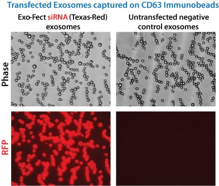 exo-fect-transfects-sirna-into-exosomes.jpg
