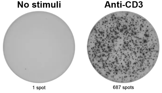 ELISpot Pro:人IFN-γ(ALP)