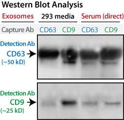 exo-flow32-exo-flow96-western-blot.jpg