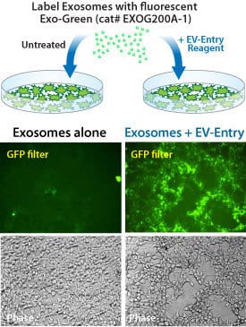 ev-entry-increases-delivery-of-exo-glow-exosomes.jpg