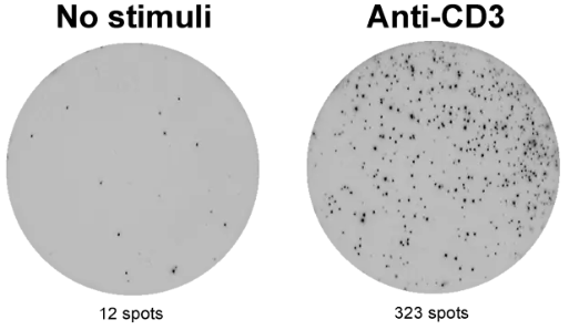 ELISpot Plus:猴IFN-γ(ALP)