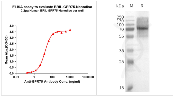 DIMA BIOTECH-人BRIL-GPR75全長蛋白-合成納米圓盤