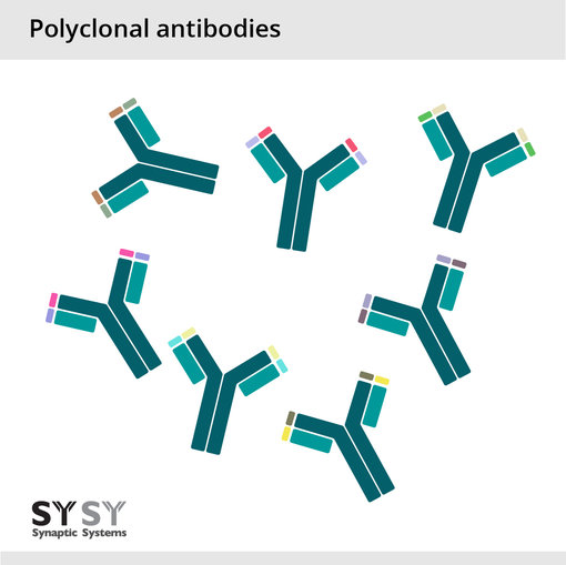 polyclonal antibody.png