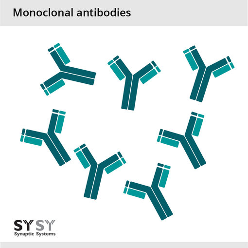 monoclonal antibody.png