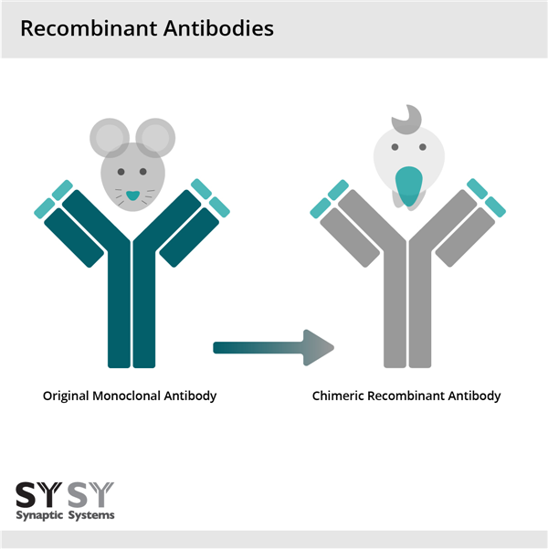 recombinant antibody.png