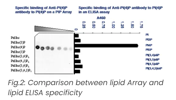 Overlay assays-1.png