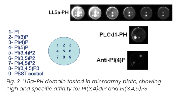 Overlay assays-2.png
