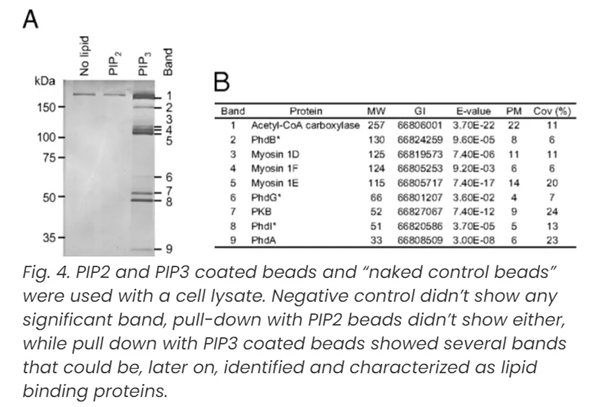 Overlay assays-3.png