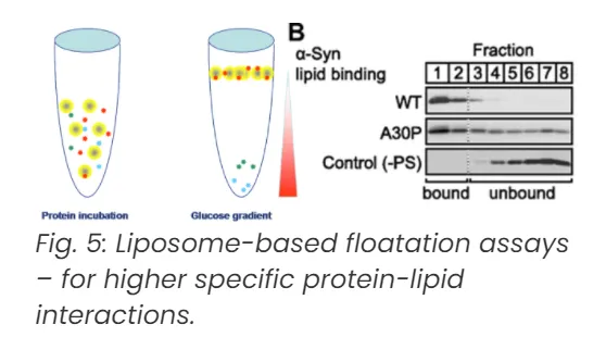 Overlay assays-4.png