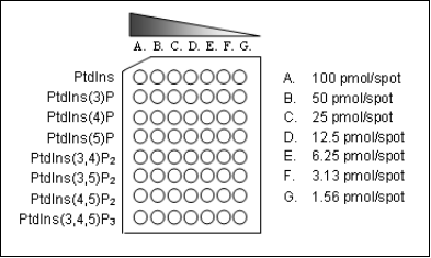 Overlay assays-8.png