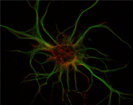 α-干擾素抗體-167 002