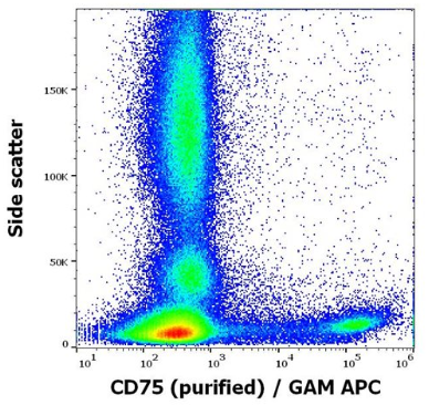 抗人CD75純化抗體