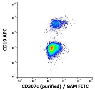 抗人CD307c純化抗體