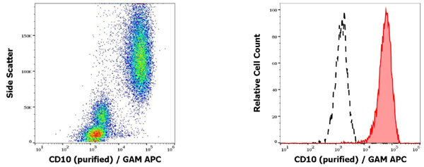抗人CD10純化抗體