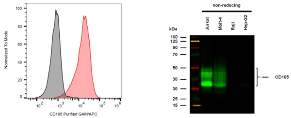  抗人CD165純化抗體