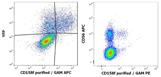 抗人CD158f純化抗體