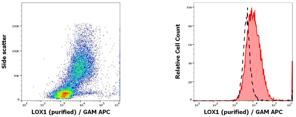 抗人LOX1純化抗體