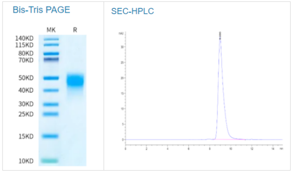 生物素化人類MDL-1/CLEC5A蛋白