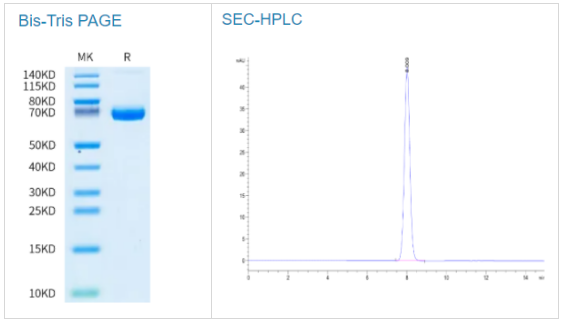 人類凝血因子III/組織因子蛋白