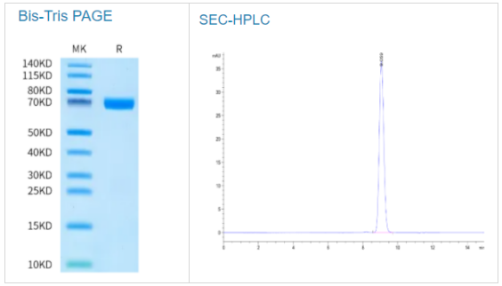 人類TNFSF15(R32A, R85A)三聚體蛋白