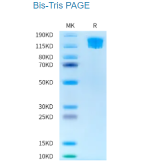 生物素化人類SEZ6L2蛋白