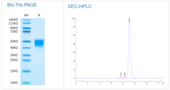 小鼠凝血因子III/組織因子蛋白